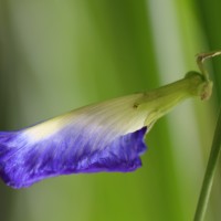 Clitoria ternatea L.